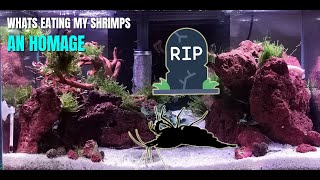 What Kills Shrimps Detritus Worm Attacking Dying Shrimp