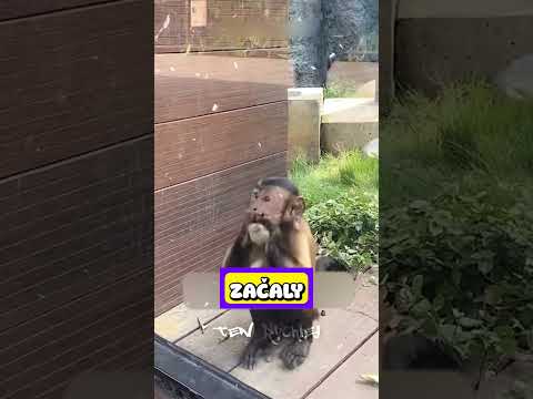 Zvířata Utekla Ze Zoo… Co Se Stalo Pak?! 🐒😲