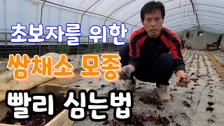 초보자 쌈채소모종 초고속으로 빨리 심는법