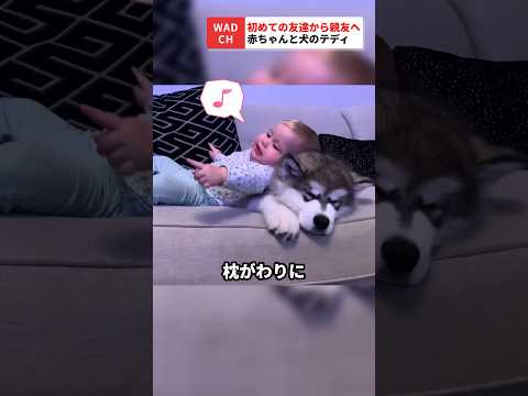 犬の衝動制御 - 最良のヒントと練習
