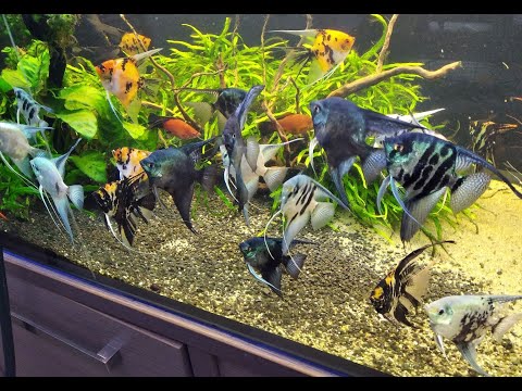 Pinoy Smokey,  Blue smokey ,  Pinoy clown, Blue clown, Pinoy zebra, Blue  zebra, Pinoy paraiba ,