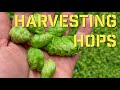 Where Does Your Beer Get Some of Its Great Flavor? Hop Harvest Virtual Tour in Salem, Oregon