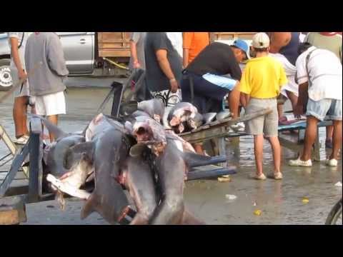 Manta Fishermen Butcher the Mornings Catch on Tarqui Beach, Ecuador