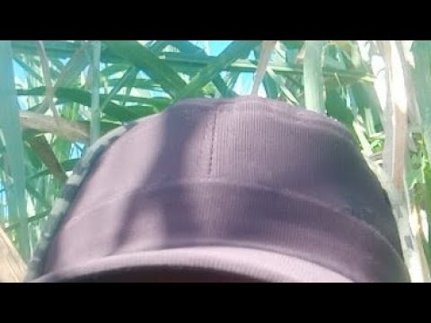 Mancing Nila Babon Boszku