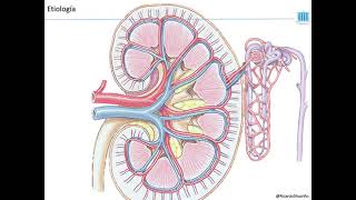 Enfermedad Renal Crónica