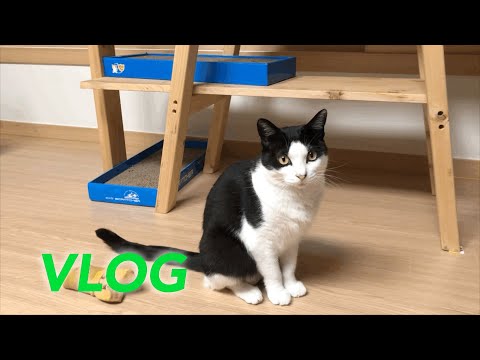 VLOG l 화려한 새차가 날 감싸네 (BMW, 520i, 왕돈까스, 양꼬치, 꿔바로우, 토스트, 수제버거, 탄죠비 연어, 뒷고기, 살치살) MUKBANG 브이로그