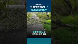 벚꽃 인증샷 찍으려고... 중국인 무개념 관광객, 벚나무 '우지끈' #JTBC #Shorts