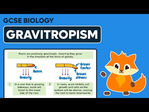 Gravitropism - GCSE Biology
