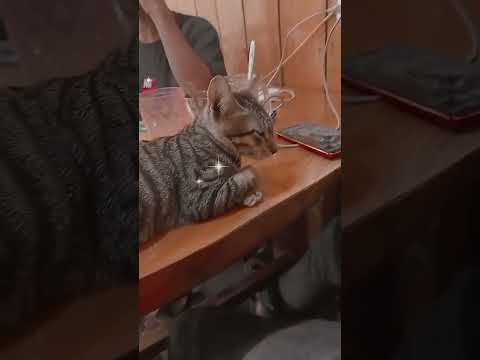 slamat tinggal jhonn qu .......shat slalu😅#upchannel #yputubeshorts