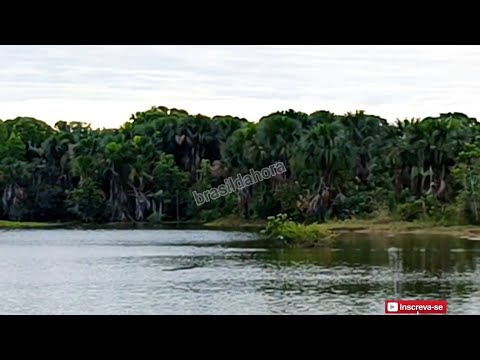 Som da Represa, Chão de Estrela - Pium Tocantins 