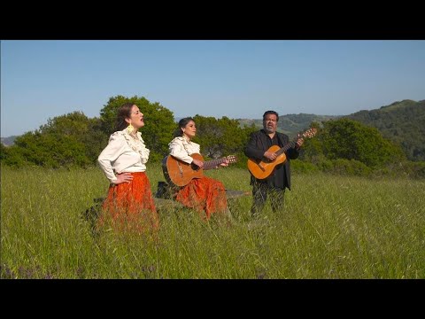 Los Cenzontles - Palomas Que Andan Volando