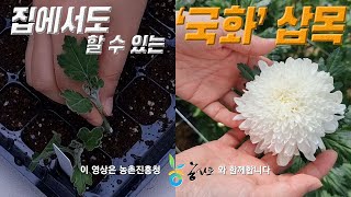 집에서도 할 수 있는 국화 삽목하기 