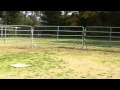 Harpo Round Pen Left Lead Canter 10 24 10