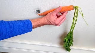 Why You Should Hide a Carrot in the Wall thumbnail