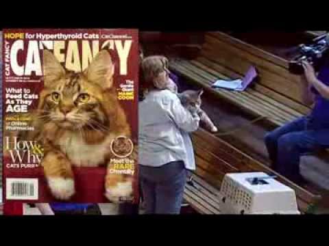 The Maine Coon Cat Waltz