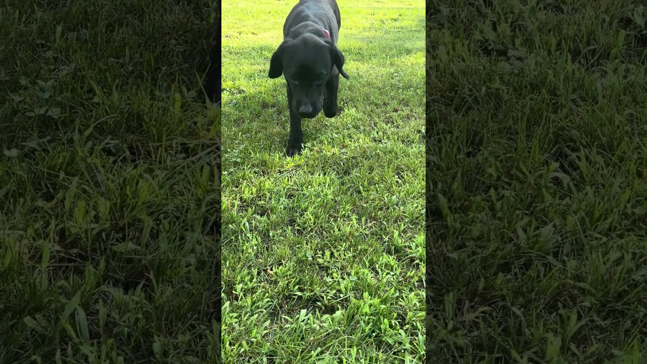 Molly, a ADOPTABLE Labrador Retriever in Warrington, PA video 2/5