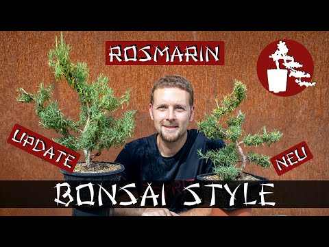 Aus der Küche in den Garten | Rosmarin (Rosmarinus officinalis) | #034 Bonsai Style
