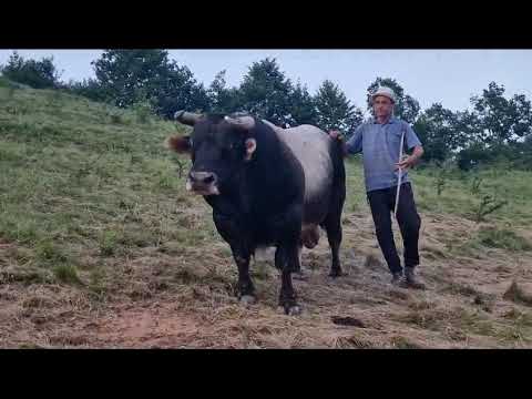 ŠABI ZADOVOLJAN KUPOVINOM BAKETA I POZIVA SVE U GRĐEVAC NA KORIDU KORIDA