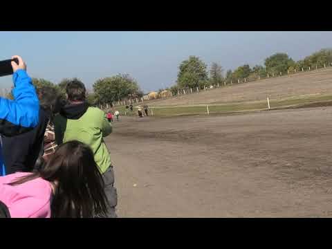 Trka poni konja 31.10.2021 Srbobran