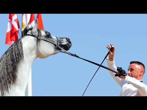TM BELLA & AL JUMAIL STUD - The Aftermovie, MENTON 2023