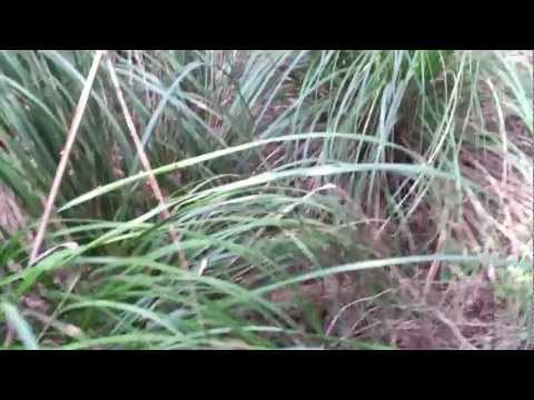 Mia e le beccacce di Chiaramonte Gulfi