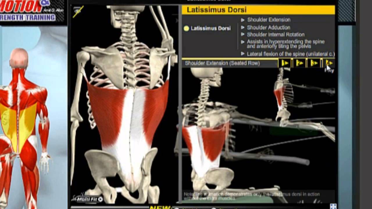Costas parte 1 - Detonando em Cinesiologia