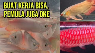 Download lagu BUAT KERJA BISA, PEMULA JUGA OKE.. mp3