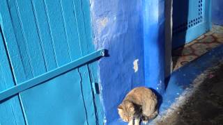 preview picture of video 'Chefchaouen in Morocco　絶景青い街と猫'