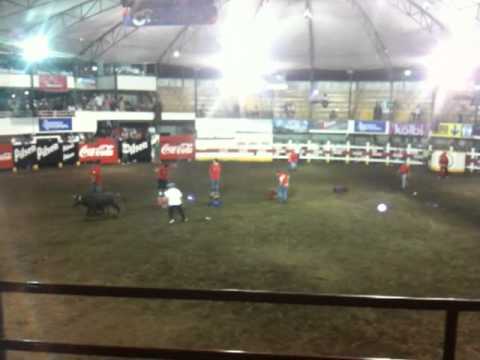 Costa Rican bullfighting (crates) - Toros a la Tica