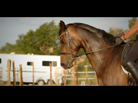 Tim Forster - Equestrian Trainer