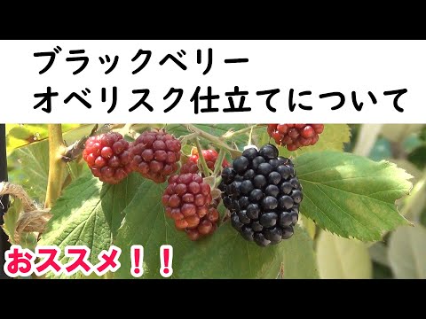 モンシロチョウ メス