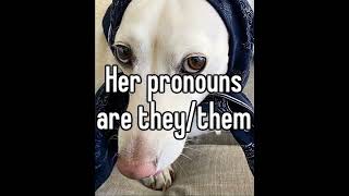 The Homophobic Dog