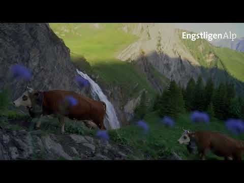 Zwischen Himmel und Tal – Bergsommer auf 2’000 Metern