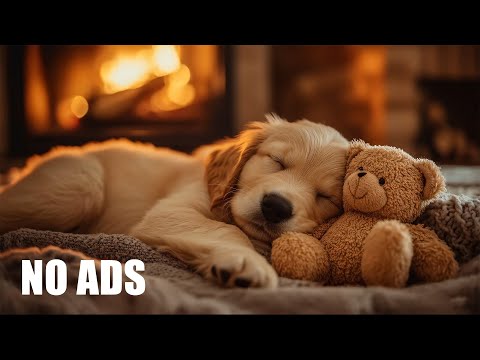 12 Hours Calming Music For Dogs 🐶 Anti Separation Anxiety Relief Music 🎵 Healing for Dogs No Ads
