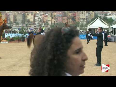 Menton 2016 - Yearling Fillies Ch