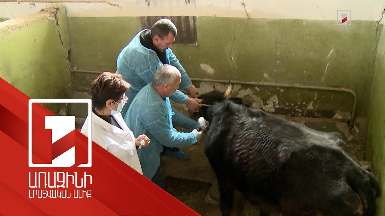 1 մլրդ դրամ՝ կենդանիների պատվաստման համար. ՍԱՏՄ-ն խիստ հսկողություն է սկսել անասնաբույժների նկատմամբ