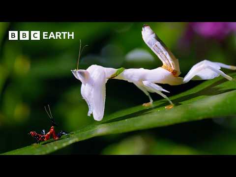 2 Hours of Captivating Nature Footage Narrated by David Attenborough | BBC Earth