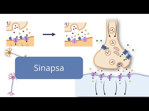 Sinapsa - Barron's - Admitere la Medicină