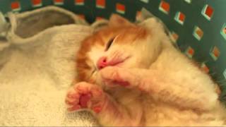 Sleepy sweet little kitten
