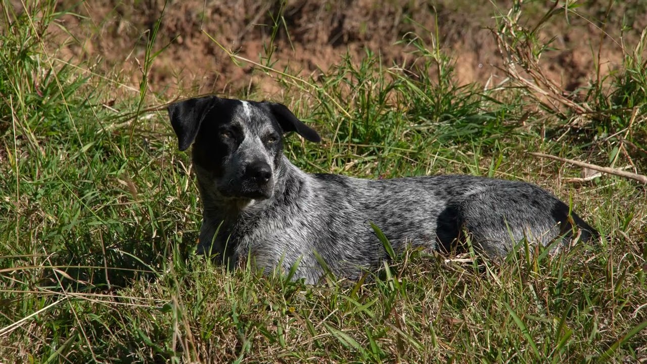 Your favorite place was the dog park — tail wagging,...