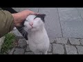 Impressive Tuxedo Cat With Sweetness