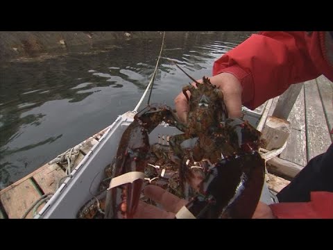 Lobsters in the crosshairs of tariff fight