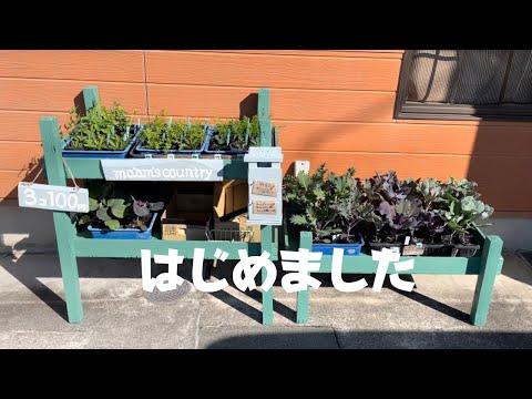 園芸 ジャコウユキノシタ