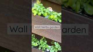 Spring wall herbs garden ideas for beginners #shorts #herbs #garden