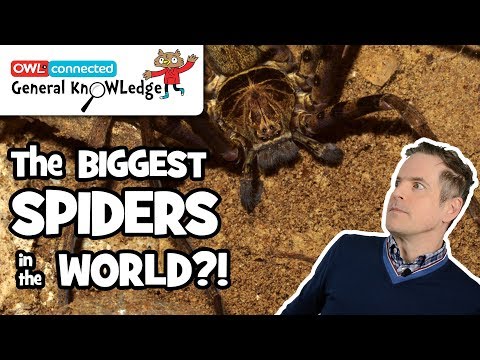 世界最大のクモ?! |一般知識
