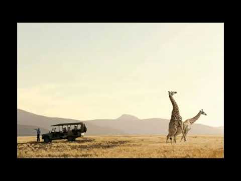 Herma Puma ∙ Head Nodder