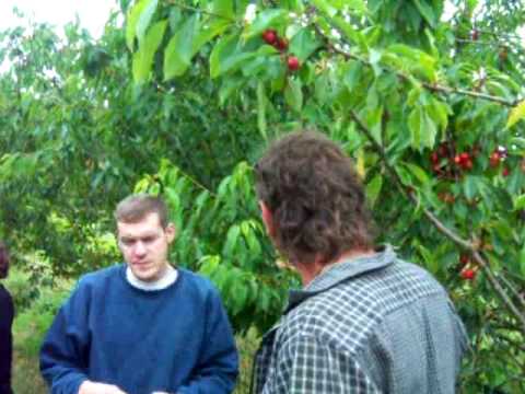 comment traiter cerisier pucerons