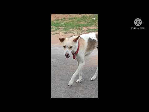 LOVE FAILURE DOG 🐕😭😭😂😂😂 VERY FUNNY 🤣😂😂