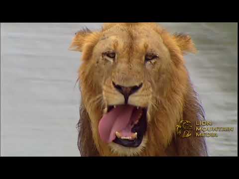 Lion Mountain TV and Kruger National Park History