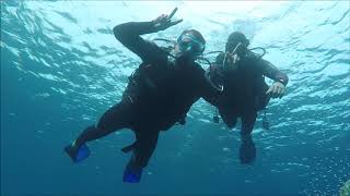 Jakatta. 1st Ever Dive with Dolphins (Red Sea, Eilat, Israel)